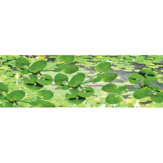 95537 lekníny, 12 rostlin průměru cca 2.5 cm